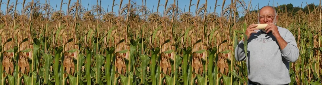 Image of Man eating Corn on the Cob